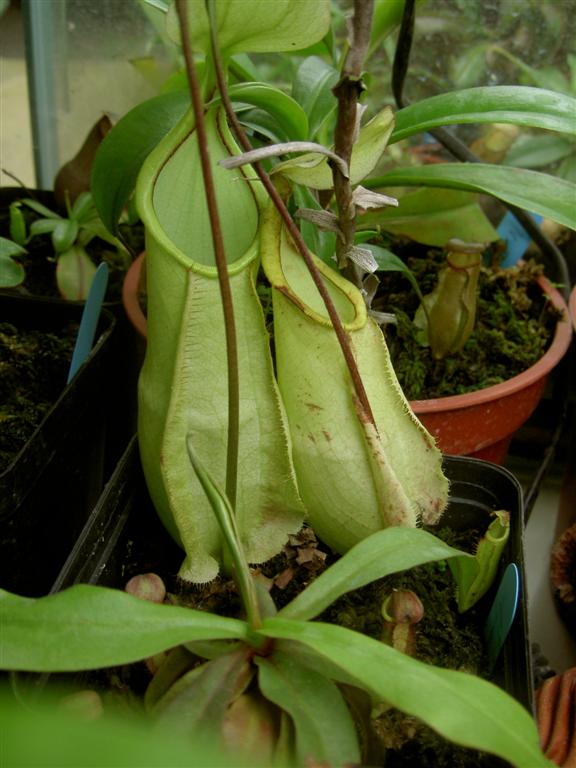 Nepenthes rafflesiana var. nivea 2